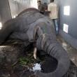 Elefanti sollevati e salvati grazie alla gru italiana06