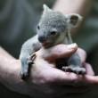 Il baby koala allo zoo di Duisburg 03