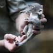 Il baby koala allo zoo di Duisburg 05