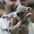 Il baby koala allo zoo di Duisburg 06