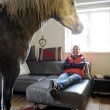Nasar, il cavallo che ama vivere in casa insieme alla sua padrona03