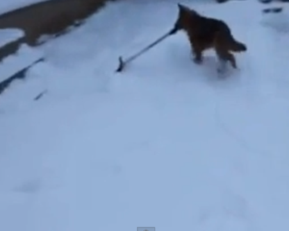 Russia, il cane che aiuta il padrone a spalare la neve