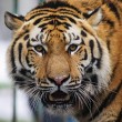 Miska, la tigre siberiana dello zoo ungherese parte per la Francia01