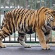 Miska, la tigre siberiana dello zoo ungherese parte per la Francia02