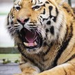Miska, la tigre siberiana dello zoo ungherese parte per la Francia03