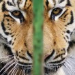 Miska, la tigre siberiana dello zoo ungherese parte per la Francia4