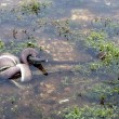 Australia, il serpente mangia il coccodrillo 03