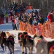 Alaska la Iditarod, la corsa con i cani da slitta10