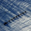 Alaska la Iditarod, la corsa con i cani da slitta11
