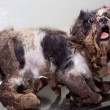 Il cane che assomigliava ad un cumulo di spazzatura04