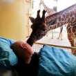 La giraffa dà il bacio d'addio al custode malato03
