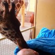 La giraffa dà il bacio d'addio al custode malato01