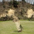 Pisa, albero frana da una collina e resta in piedi01