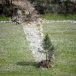 Pisa, albero frana da una collina e resta in piedi04