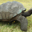 Jonathan, la tartaruga gigante che ha 182 anni01