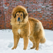 Un esemplare di mastino tibetano