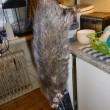 Ratzilla: 40 centimetri di topo vichingo in casa. Un ciccione o una nuova specie?