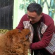 Mastino tibetano venduto per 1,4 mln di euro01