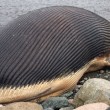 Balena blu decomposta su coste canadesi Piena di metano, potrebbe esplodere (foto)032