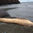 Balena blu decomposta su coste canadesi Piena di metano, potrebbe esplodere (foto)01