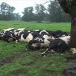 Cile, fulmine colpisce albero sul campo sterminate 55 vacche 02