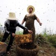 Cina, 460mila api sul corpo06