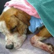Il pitbull chiuso ferito in un sacco diventa una star01