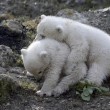 Nela e Nobby, i due gemelli di orso polare giocano insieme6