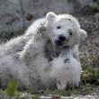 Nela e Nobby, i due gemelli di orso polare giocano insieme05