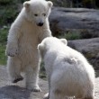 Nela e Nobby, i due gemelli di orso polare giocano insieme02