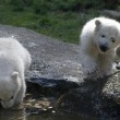 Nela e Nobby, i due gemelli di orso polare giocano insieme01