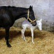 Rara cavallina albina nata ad Assisi01