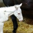 Rara cavallina albina nata ad Assisi04