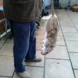 Topi giganti (e furbi) in Gran Bretagna: evitano le trappole (foto)