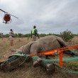 Rinoceronti a rischio estinzione: in Sudafrica si salvano agganciandoli all'elicottero04