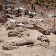 Argentina, scoperto in Patagonia super dinosauro01