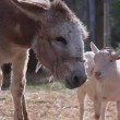 La capra separata dall'asino che stava morendo di fame03