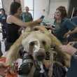 Mango, l'enorme orso bruno verrà operato di ernia del disco05