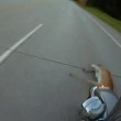 Motociclista travolge cervo e riesce a rimanere in sella05