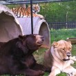 Orso, togre e leone amici inseparabili amici 10