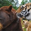 Orso, togre e leone amici inseparabili amici 09