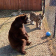 Orso, togre e leone amici inseparabili amici 04