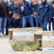 Polonia, tre foche grigie liberate sulla spiaggia di Smolzino05