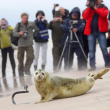 Polonia, tre foche grigie liberate sulla spiaggia di Smolzino04