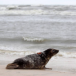Polonia, tre foche grigie liberate sulla spiaggia di Smolzino01