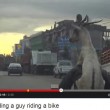 Capra "cavalca" un uomo in bicicletta: GUARDA IL VIDEO