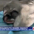 Squalo molosso pescato in Giappone: lo "squalo alieno" è lungo 4 metri