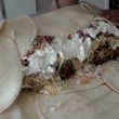 Man Vs Food, si mangia un burrito da 5kg in 20 minuti (VIDEO-FOTO) - 6