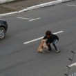 Bambino ferma il traffico per aiutare il cane ferito