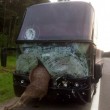 Alce "indemoniata" rompe il vetro del pullman03